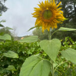 Michellar’s September: A Song That Wraps You in Autumn’s Embrace