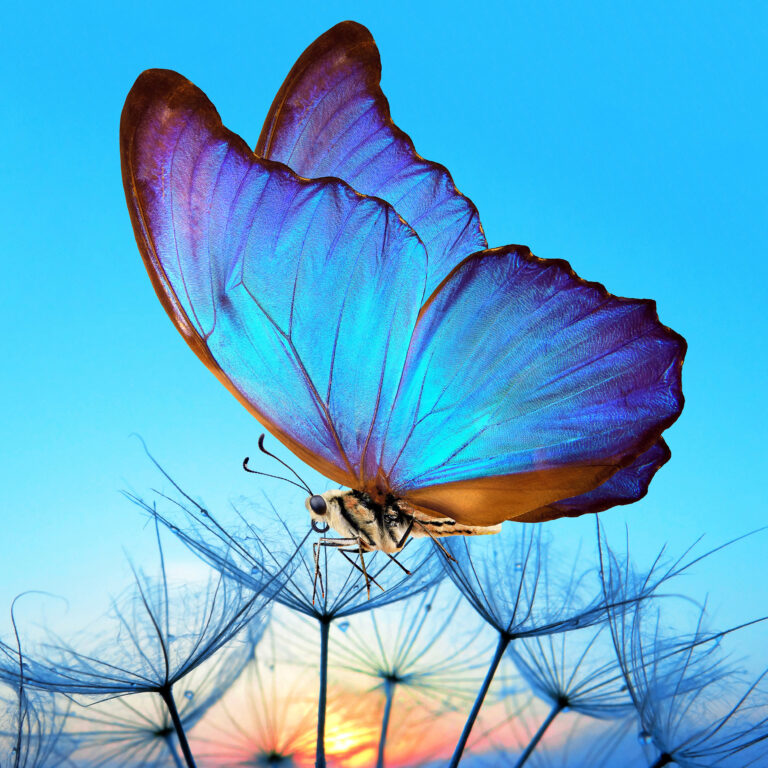 LANA CROW – In Spirit